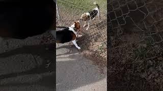 Beagle barks with his other beagle neighbor #beagle #dog