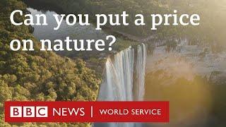 Can putting a price on nature help us care about it more? - The Climate Question, BBC World Service