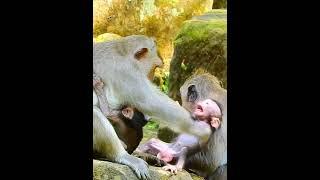 Poor baby jesper  cry extremely break heart by monkey vikki torturing allow milk #shortvideo #video