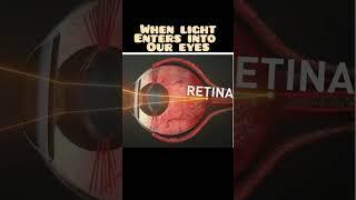 Human eye and coloirful world l retina lens and cornea function l parts of human eye l #cbsepapers