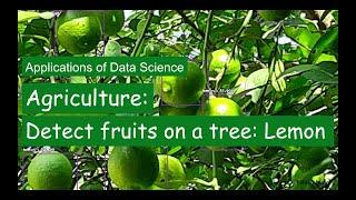 Application of Data Science in: Agriulture - Detect fruits on a tree such as a lemon.