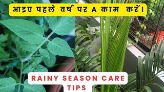 Essential Care Tips for Plants in the Rainy Seasons "