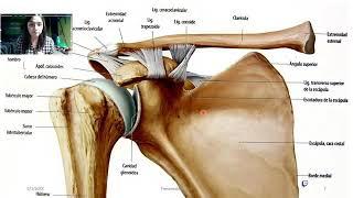 Stream médico, clase de MANGUITO ROTADOR. #Anatomía para todos.