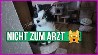 Die arme Katze - Teddy ist der erste der zum Arzt muss 