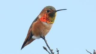 Winged Iridescence: The Magic of Hummingbirds