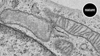 A new kind of mitochondria