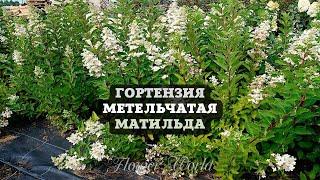 Обзор. Гортензия метельчатая Матильда.