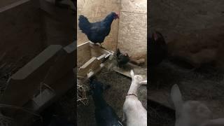 Наглые курицы пришли вгости  ккозам Козы в шоке! impudent hens came to the goats' house #village