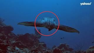 Incredible moment ocean predator uses complex ‘illusion’ to trick prey | Yahoo Australia