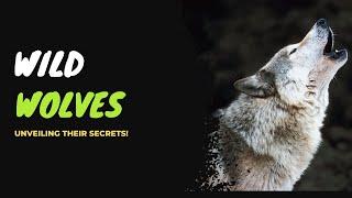 Discover the Untamed World of Wolves: Unveiling Their Secrets! #facts #animals #wolf