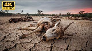 WILD SAVANNAH | The Web of Life - How Savannah Ecosystems Thrive | animal documentary