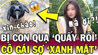 Thấy GÁI XINH, QUẠ bám theo XIN LÀM QUEN bằng TIẾNG NGƯỜI khiến cô gái KHÓC THÉT | Tin Việt Độc Lạ