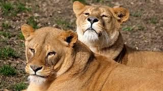 Breathtaking wildlife videos on lion - Amazing Lions Videos - Lions Creative Commons Videos