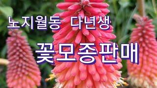 노지월동 (다년생 )야생화 꽃모종판매