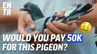 Inside the crazy world of pigeon racing