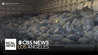 San Bernardino County Sheriff deputies make massive Illegal marijuana bust