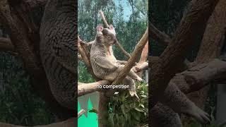 why are koalas are evolutional phenomenon