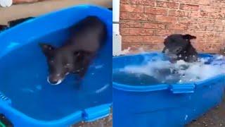 DOG LEARNS TO SWIM | APRENDIENDO A NADAR |FUNNY VIDEOS 2021