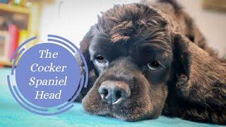 Grooming the Cocker Spaniel Head | Master Groomer Talks You Through Some Simple Steps