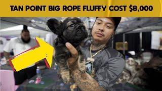 Rare And Expensive Big Rope Fluffy French Bulldog Cost $8,000