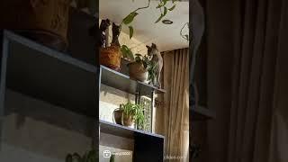 прикольный сфинкс