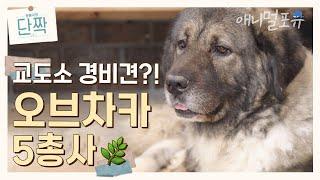 러시아 경비견이 떴다?!  깊은 산속에 사는 초대형 오브차카 5총사  | KBS 단짝 230722 방송