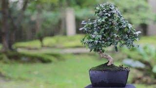 Indoor Bonsai care