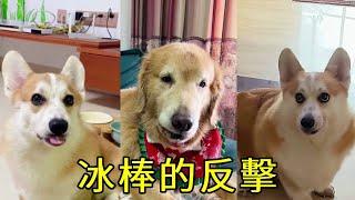 冰棒的反擊 #pets #金毛 #funny #搞笑 #毛小孩