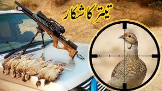 Partridge Teetar Hunting in Pakistan with PCP Airgun / Shikar 2021