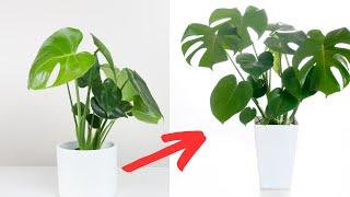 How to Keep your Monstera Happy