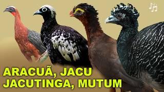 ESPÉCIES e CANTOS DOS ARACUÃ, JACU, JACUTINGA E MUTUM | Canal Aves