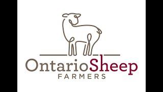 Grazing Cover Crops 2020 - Ontario Sheep Farmer Mike Swidersky