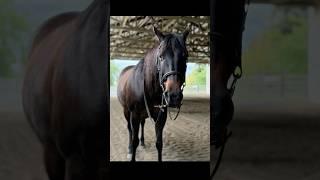 I fear she’s the most gorgeous horse #fypageシ #horse #equestrian #ride4pooky #trending #viral #short