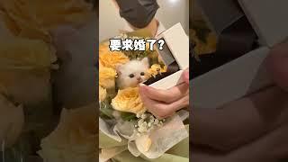 520谁能拒绝这样一束花呢 #铲屎官的乐趣 #小奶猫的成长日记