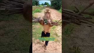 Rescuing a grateful monkey #shortvideo #rescue #monkey #animals #shorts