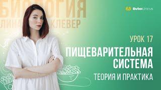 Пищеварительная система   | БИОЛОГИЯ ЕГЭ | Лина Клевер