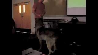 Wolves on Campus