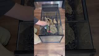 Bioactive Background Build #everevolvingexotics #reptileshop #tutorial #crestedgeckos #reptiles