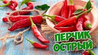 ОСТРЫЙ ПЕРЕЦ  Виды острого перца  Польза или вред?