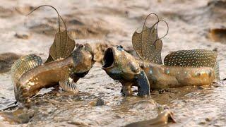 This fish that doesn't live in water is the Mudskipper!