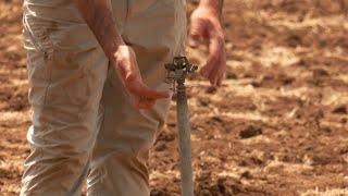 First Irrigation After Transplanting and Direct Seeding