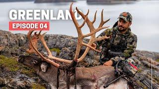 HUGE HARD HORN!  BOWHUNTING CARIBOU  GREENLAND HUNTING SERIES [EPISODE 04]