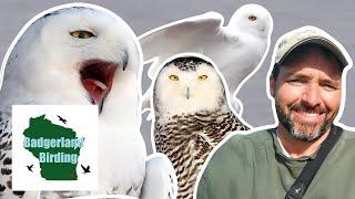 Snowy Owl Irruption: Fact vs. Fiction (With Ryan Brady)