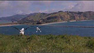 Royal Albatross ~ Highlights Of TF, TFT & KE23 Flight Practice, Hovering & Jumping!   9.17.24