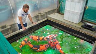 How to Grow Koi Fish BIG with Ricky Stoddart **Hi Utsuri**