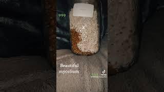 Beautiful Mycelium!