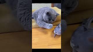 Adorable Bird tries to kiss cat but gets playfully swatted!