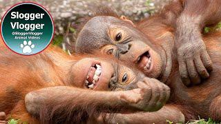 Watch Jim and Joe Orangutan Babies’ Muddy, Stick Fueled Fun!