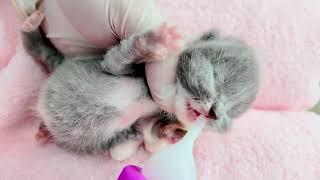 Vet Care and Recovery Journey: Rescuing a Stray Cat Family | LTT Animal - Poor Cats