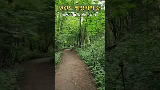 [도시숲] 핀란드 헬싱키의 숲과 나무